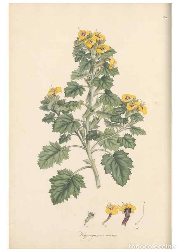 Colecionismo de Revistas e Jornais: Reproducci&oacute;n/Reproduction 49557200506: Flora Graeca, sive, Plantarum rariorum historia, quas in prov