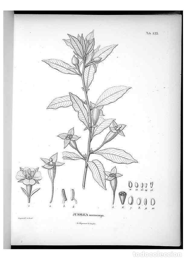 Colecionismo de Revistas e Jornais: Reproducci&oacute;n/Reproduction 49556859147: Nova genera et species plantarum :. Antverpiae :Ex officina C