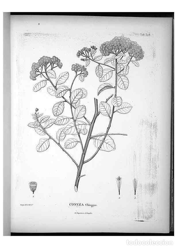 Colecionismo de Revistas e Jornais: Reproducci&oacute;n/Reproduction 49556738457: Nova genera et species plantarum :. Antverpiae :Ex officina C