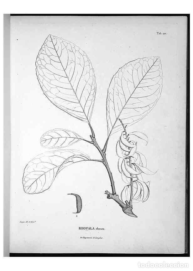 Colecionismo de Revistas e Jornais: Reproducci&oacute;n/Reproduction 49556410446: Nova genera et species plantarum :. Antverpiae :Ex officina C