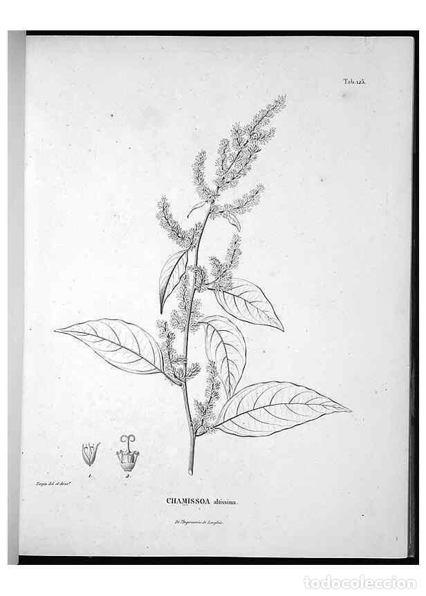 Colecionismo de Revistas e Jornais: Reproducci&oacute;n/Reproduction 49556646847: Nova genera et species plantarum :. Antverpiae :Ex officina C