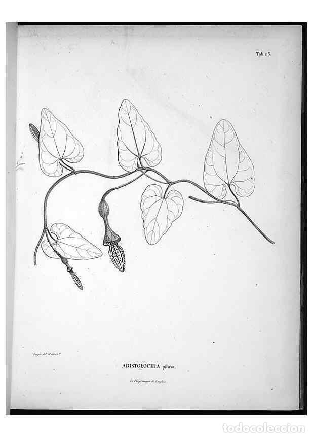 Colecionismo de Revistas e Jornais: Reproducci&oacute;n/Reproduction 49555914683: Nova genera et species plantarum :. Antverpiae :Ex officina C