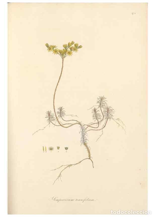 Colecionismo de Revistas e Jornais: Reproducci&oacute;n/Reproduction 49557577381: Flora Graeca, sive, Plantarum rariorum historia, quas in prov