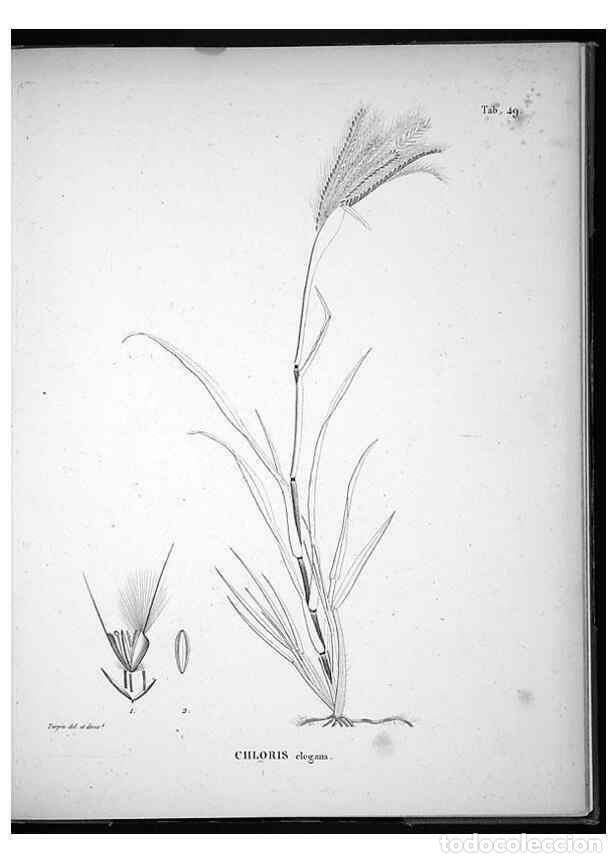 Collectionnisme de Revues et Journaux: Reproducci&oacute;n/Reproduction 49556379071: Nova genera et species plantarum :. Antverpiae :Ex officina C