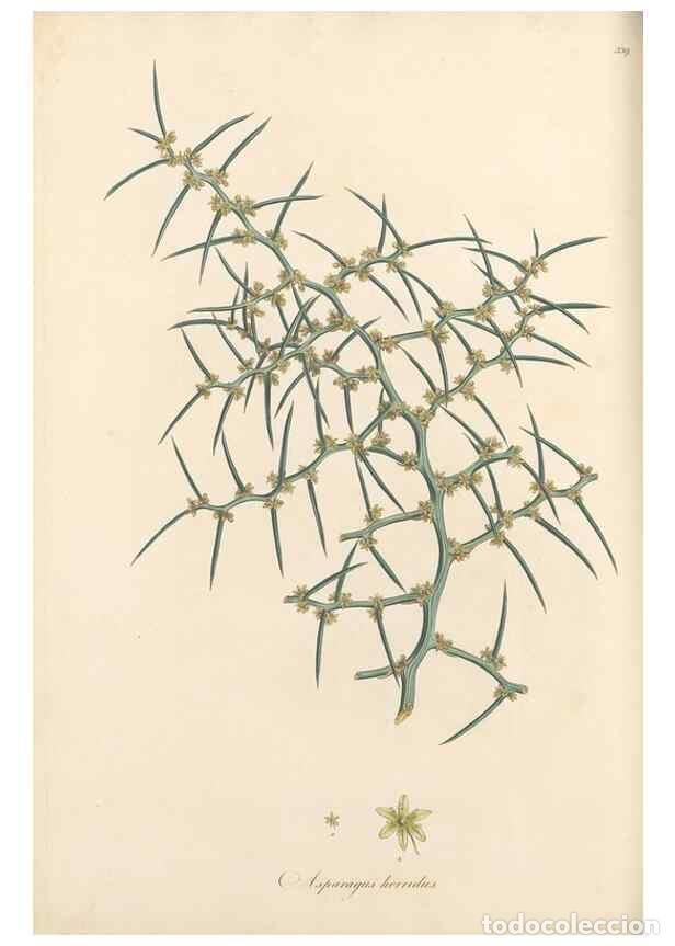 Collectionnisme de Revues et Journaux: Reproducci&oacute;n/Reproduction 49557374311: Flora Graeca, sive, Plantarum rariorum historia, quas in prov