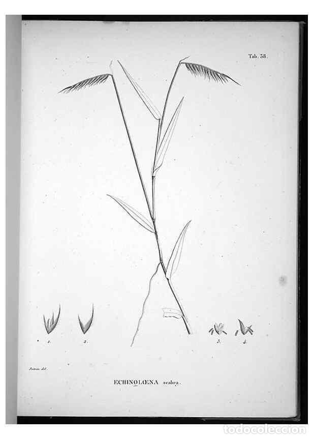 Collectionnisme de Revues et Journaux: Reproducci&oacute;n/Reproduction 49556613547: Nova genera et species plantarum :. Antverpiae :Ex officina C