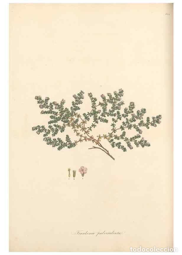 Collectionnisme de Revues et Journaux: Reproducci&oacute;n/Reproduction 49557611277: Flora Graeca, sive, Plantarum rariorum historia, quas in prov