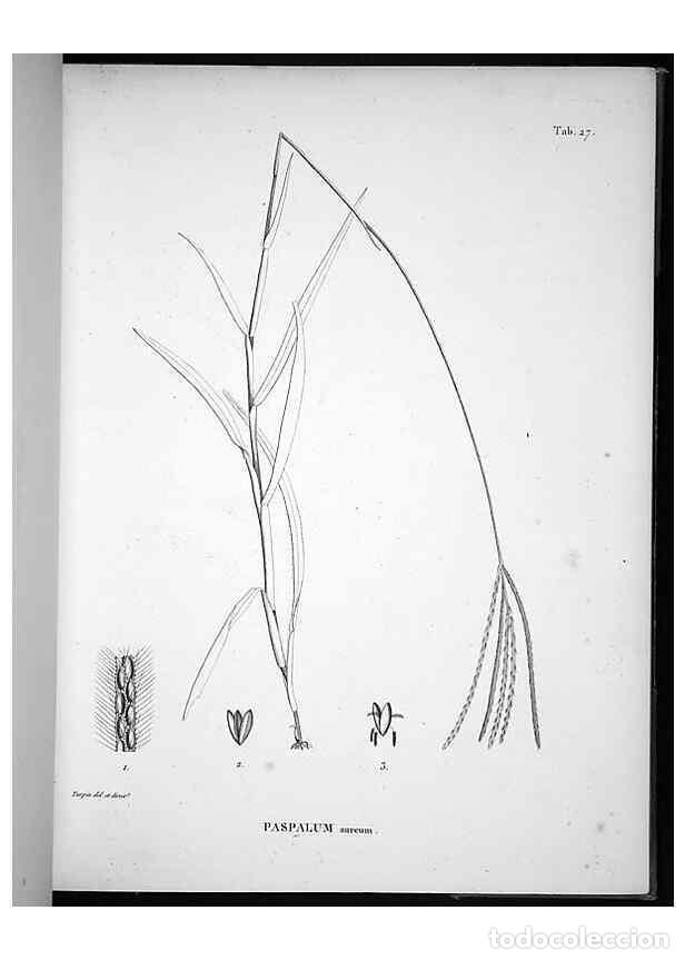 Collectionnisme de Revues et Journaux: Reproducci&oacute;n/Reproduction 49556375376: Nova genera et species plantarum :. Antverpiae :Ex officina C