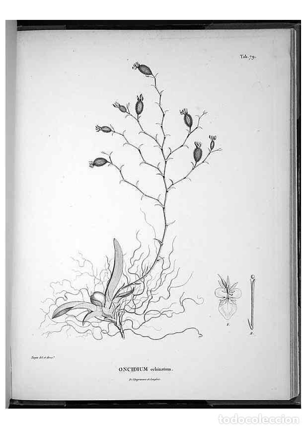 Collectionnisme de Revues et Journaux: Reproducci&oacute;n/Reproduction 49556383546: Nova genera et species plantarum :. Antverpiae :Ex officina C