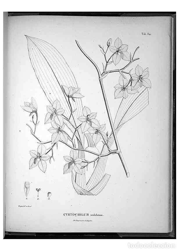 Collectionnisme de Revues et Journaux: Reproducci&oacute;n/Reproduction 49556620387: Nova genera et species plantarum :. Antverpiae :Ex officina C