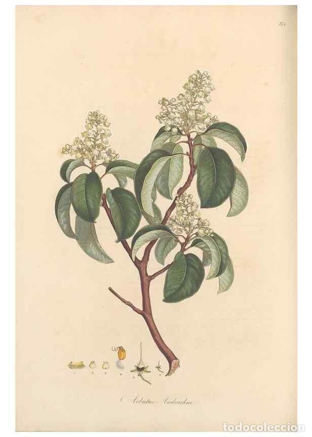 Collectionnisme de Revues et Journaux: Reproducci&oacute;n/Reproduction 49557621972: Flora Graeca, sive, Plantarum rariorum historia, quas in prov