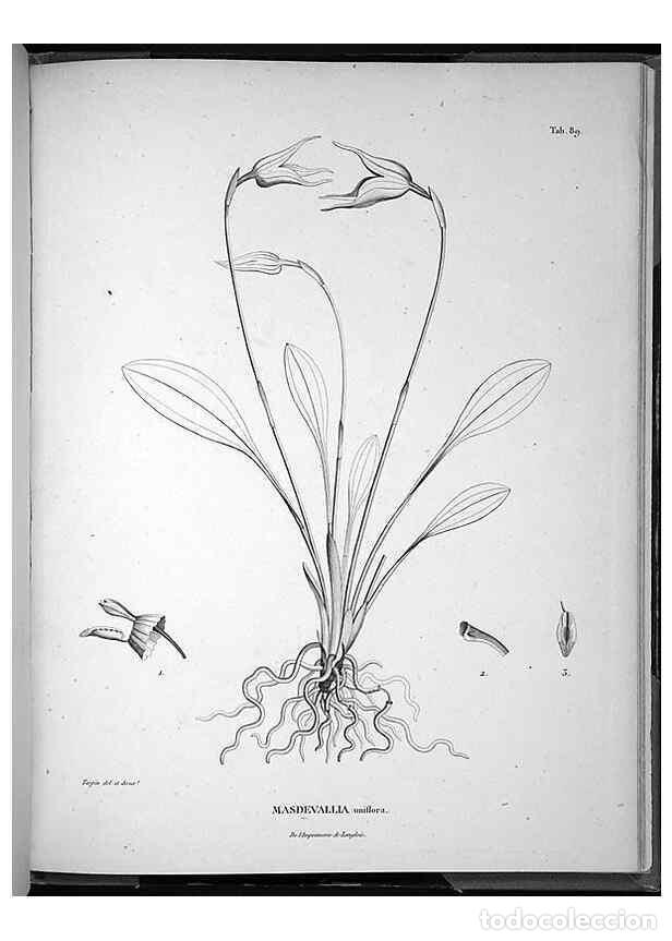 Collectionnisme de Revues et Journaux: Reproducci&oacute;n/Reproduction 49555890158: Nova genera et species plantarum :. Antverpiae :Ex officina C