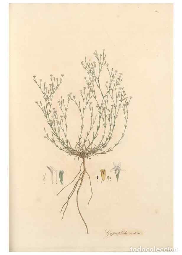 Collectionnisme de Revues et Journaux: Reproducci&oacute;n/Reproduction 49557625617: Flora Graeca, sive, Plantarum rariorum historia, quas in prov