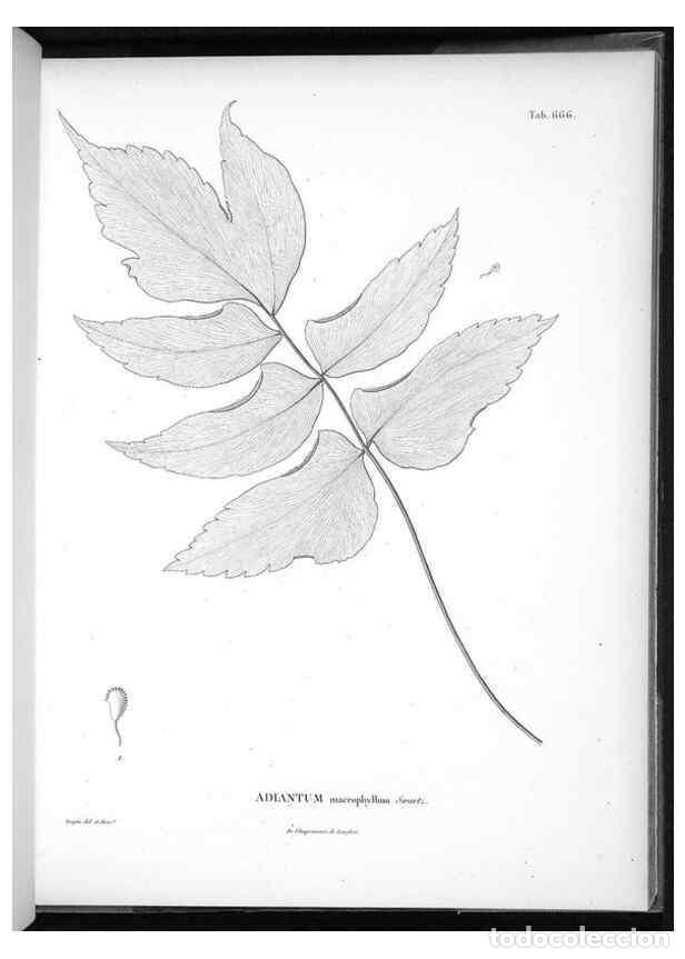 Collectionnisme de Revues et Journaux: Reproducci&oacute;n/Reproduction 49556923657: Nova genera et species plantarum :. Antverpiae :Ex officina C