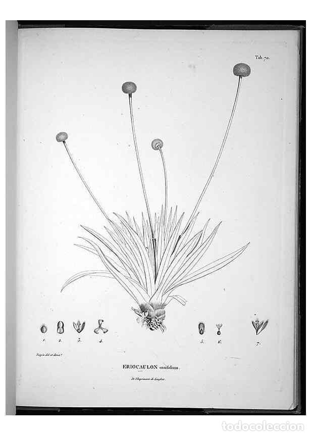 Collectionnisme de Revues et Journaux: Reproducci&oacute;n/Reproduction 49555887438: Nova genera et species plantarum :. Antverpiae :Ex officina C