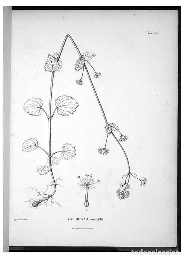 Collectionnisme de Revues et Journaux: Reproducci&oacute;n/Reproduction 49555974993: Nova genera et species plantarum :. Antverpiae :Ex officina C