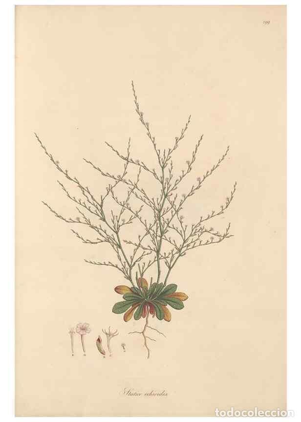 Colecionismo de Revistas e Jornais: Reproducci&oacute;n/Reproduction 49557456802: Flora Graeca, sive, Plantarum rariorum historia, quas in prov