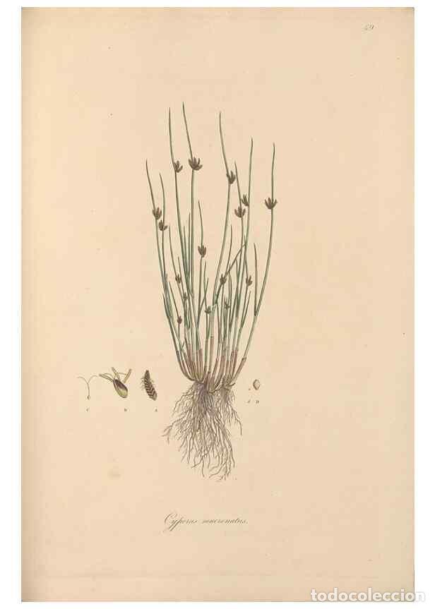 Colecionismo de Revistas e Jornais: Reproducci&oacute;n/Reproduction 49556280383: Flora Graeca, sive, Plantarum rariorum historia, quas in prov