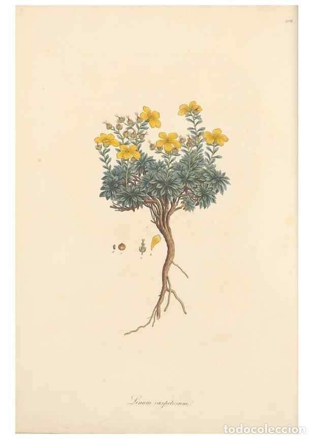 Colecionismo de Revistas e Jornais: Reproducci&oacute;n/Reproduction 49556865408: Flora Graeca, sive, Plantarum rariorum historia, quas in prov