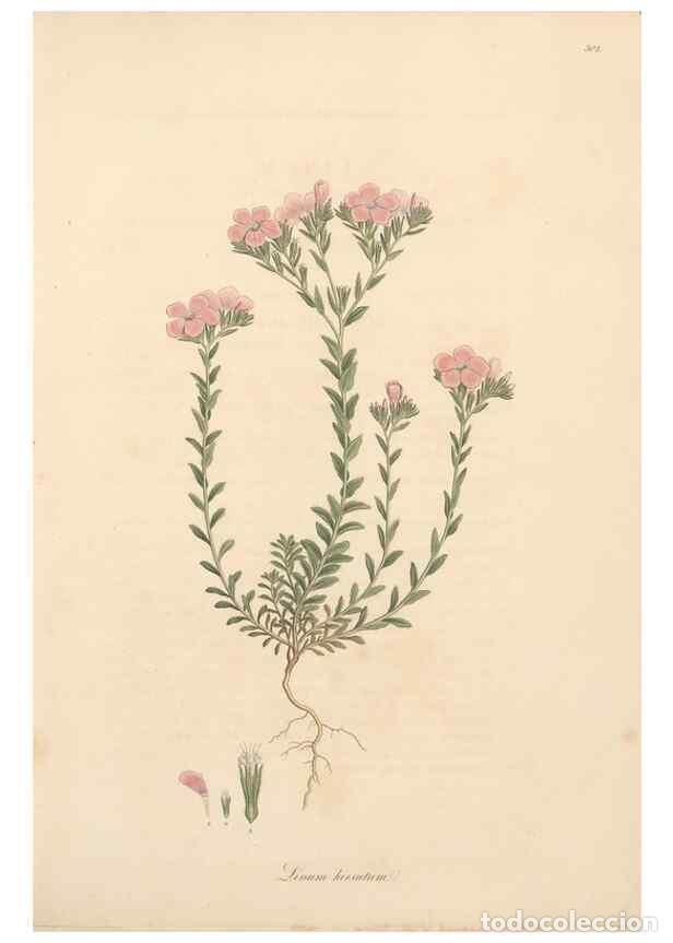 Colecionismo de Revistas e Jornais: Reproducci&oacute;n/Reproduction 49557362711: Flora Graeca, sive, Plantarum rariorum historia, quas in prov