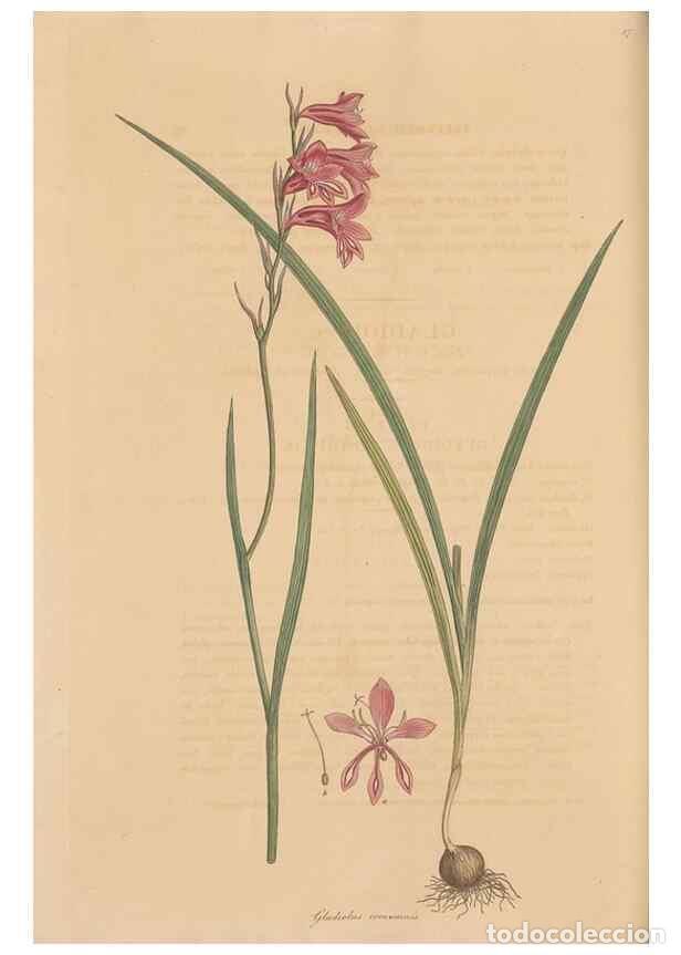 Colecionismo de Revistas e Jornais: Reproducci&oacute;n/Reproduction 49556276993: Flora Graeca, sive, Plantarum rariorum historia, quas in prov