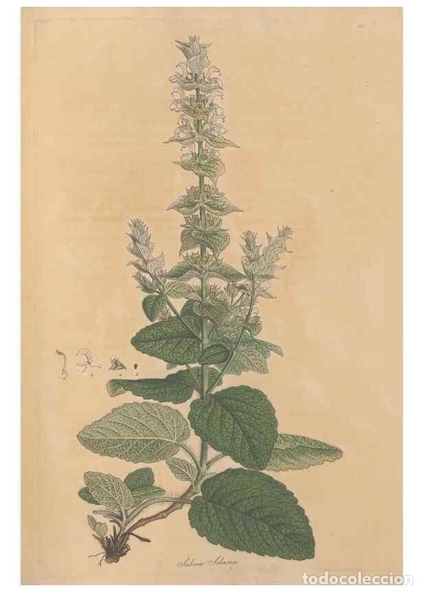 Colecionismo de Revistas e Jornais: Reproducci&oacute;n/Reproduction 49557007012: Flora Graeca, sive, Plantarum rariorum historia, quas in prov