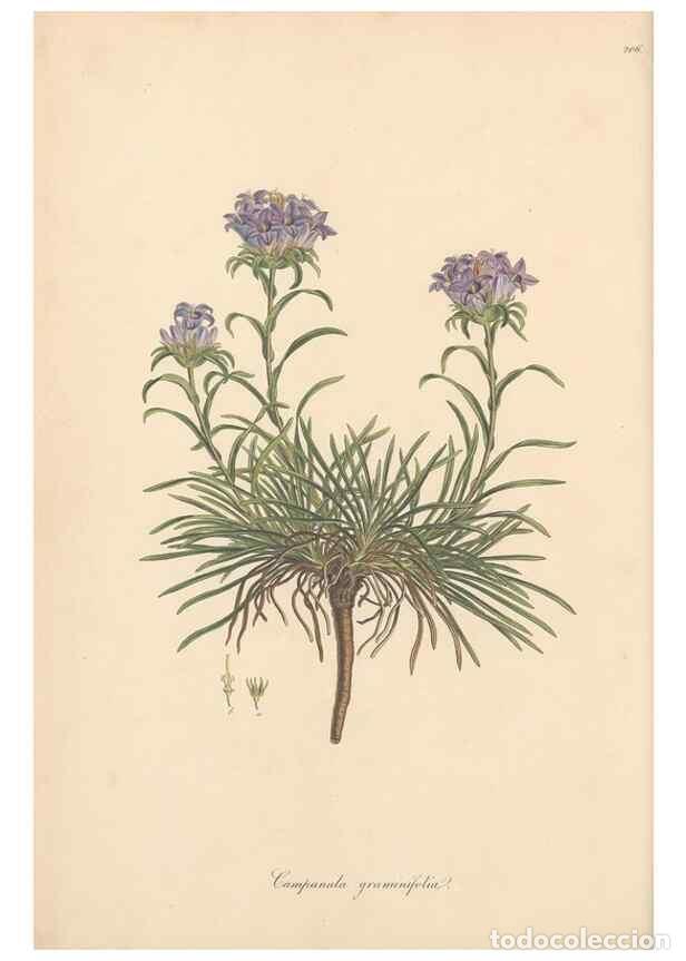 Colecionismo de Revistas e Jornais: Reproducci&oacute;n/Reproduction 49557193406: Flora Graeca, sive, Plantarum rariorum historia, quas in prov