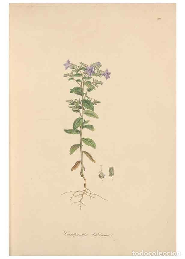 Colecionismo de Revistas e Jornais: Reproducci&oacute;n/Reproduction 49557194981: Flora Graeca, sive, Plantarum rariorum historia, quas in prov