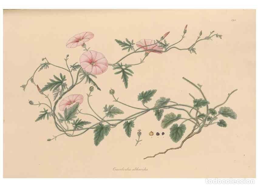 Colecionismo de Revistas e Jornais: Reproducci&oacute;n/Reproduction 49556890836: Flora Graeca, sive, Plantarum rariorum historia, quas in prov