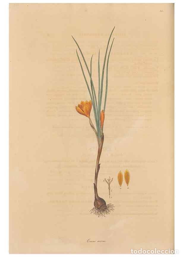 Colecionismo de Revistas e Jornais: Reproducci&oacute;n/Reproduction 49557010087: Flora Graeca, sive, Plantarum rariorum historia, quas in prov