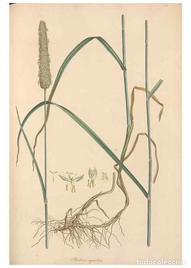 Colecionismo de Revistas e Jornais: Reproducci&oacute;n/Reproduction 49557026047: Flora Graeca, sive, Plantarum rariorum historia, quas in prov