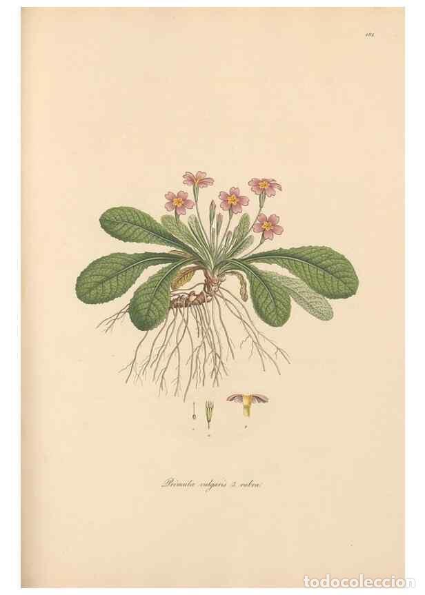 Colecionismo de Revistas e Jornais: Reproducci&oacute;n/Reproduction 49557122567: Flora Graeca, sive, Plantarum rariorum historia, quas in prov