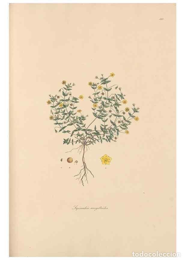 Colecionismo de Revistas e Jornais: Reproducci&oacute;n/Reproduction 49556889261: Flora Graeca, sive, Plantarum rariorum historia, quas in prov