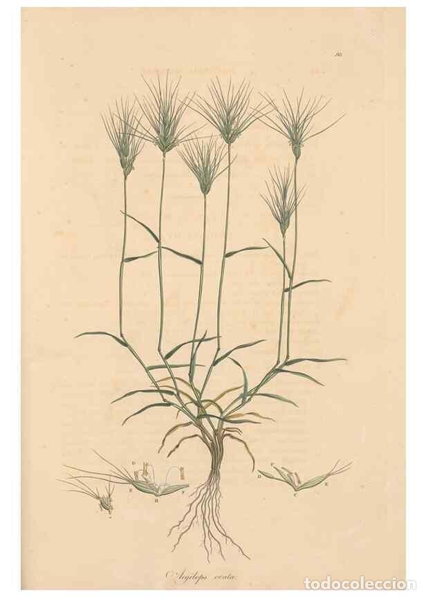 Colecionismo de Revistas e Jornais: Reproducci&oacute;n/Reproduction 49556800496: Flora Graeca, sive, Plantarum rariorum historia, quas in prov