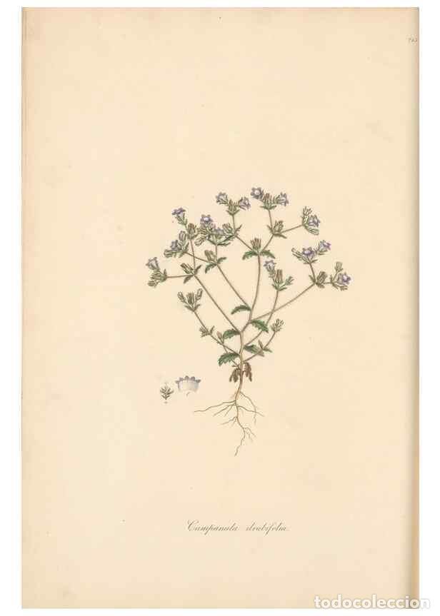 Colecionismo de Revistas e Jornais: Reproducci&oacute;n/Reproduction 49557196196: Flora Graeca, sive, Plantarum rariorum historia, quas in prov