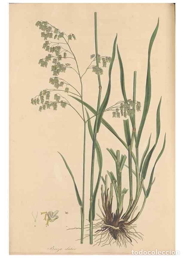 Colecionismo de Revistas e Jornais: Reproducci&oacute;n/Reproduction 49556794661: Flora Graeca, sive, Plantarum rariorum historia, quas in prov