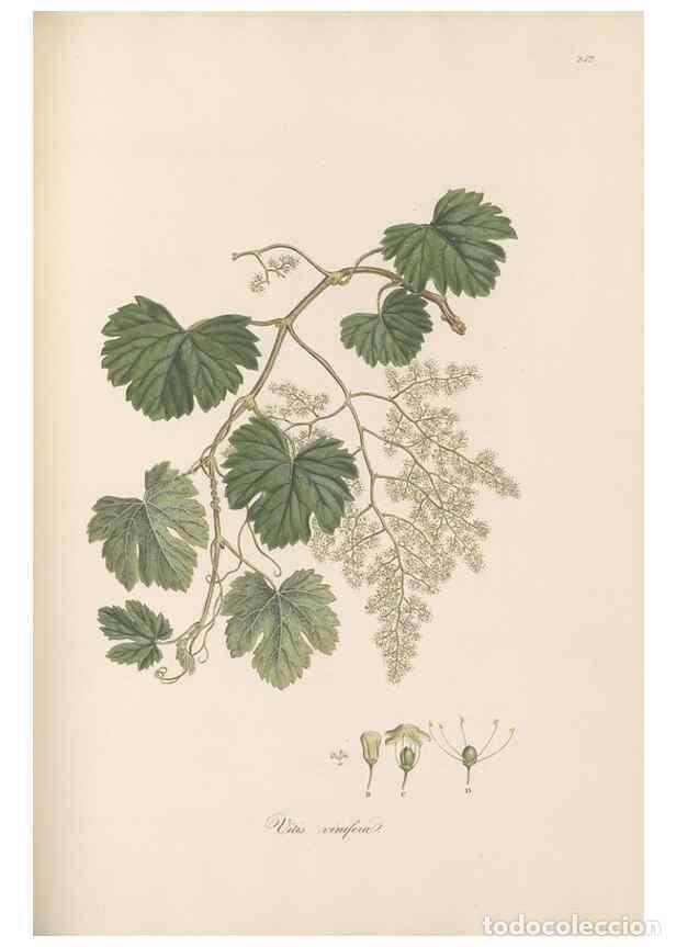 Colecionismo de Revistas e Jornais: Reproducci&oacute;n/Reproduction 49557436962: Flora Graeca, sive, Plantarum rariorum historia, quas in prov