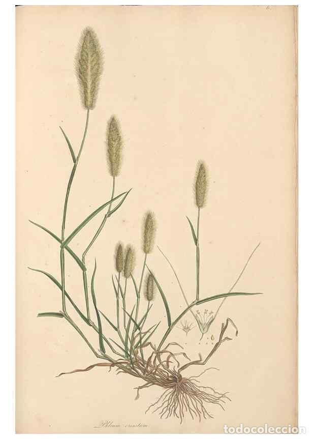 Colecionismo de Revistas e Jornais: Reproducci&oacute;n/Reproduction 49556294103: Flora Graeca, sive, Plantarum rariorum historia, quas in prov