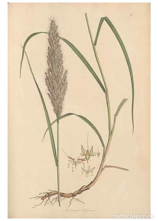 Colecionismo de Revistas e Jornais: Reproducci&oacute;n/Reproduction 49556792296: Flora Graeca, sive, Plantarum rariorum historia, quas in prov