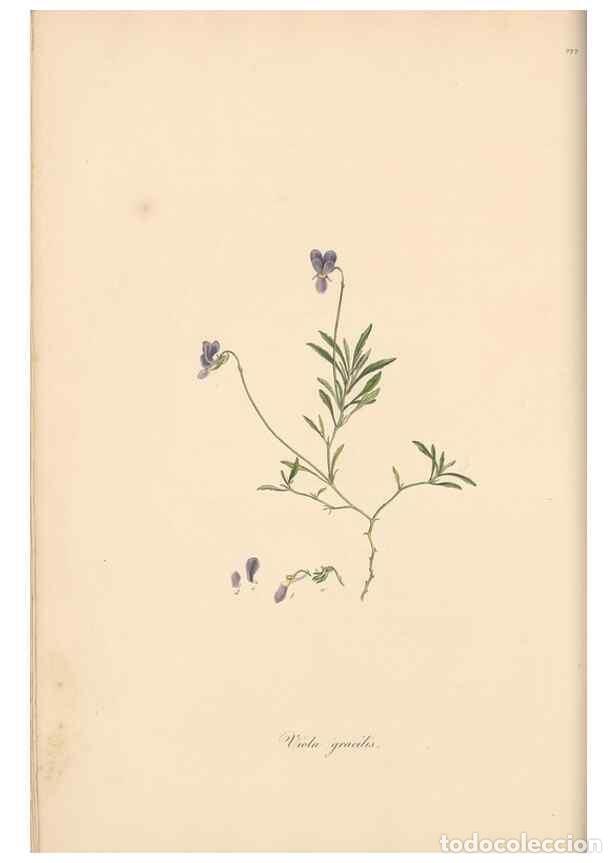 Collectionnisme de Revues et Journaux: Reproducci&oacute;n/Reproduction 49557431567: Flora Graeca, sive, Plantarum rariorum historia, quas in prov