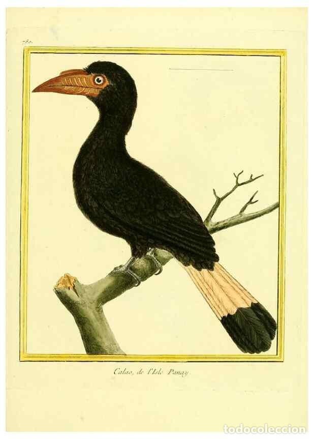 Collectionnisme de Revues et Journaux: Reproducci&oacute;n/Reproduction 49639624438: Planches enlumin&eacute;es d'histoire naturelle. Paris? :s.n.,1765-1