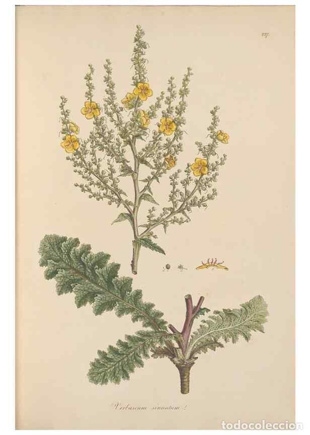 Collectionnisme de Revues et Journaux: Reproducci&oacute;n/Reproduction 49556700298: Flora Graeca, sive, Plantarum rariorum historia, quas in prov