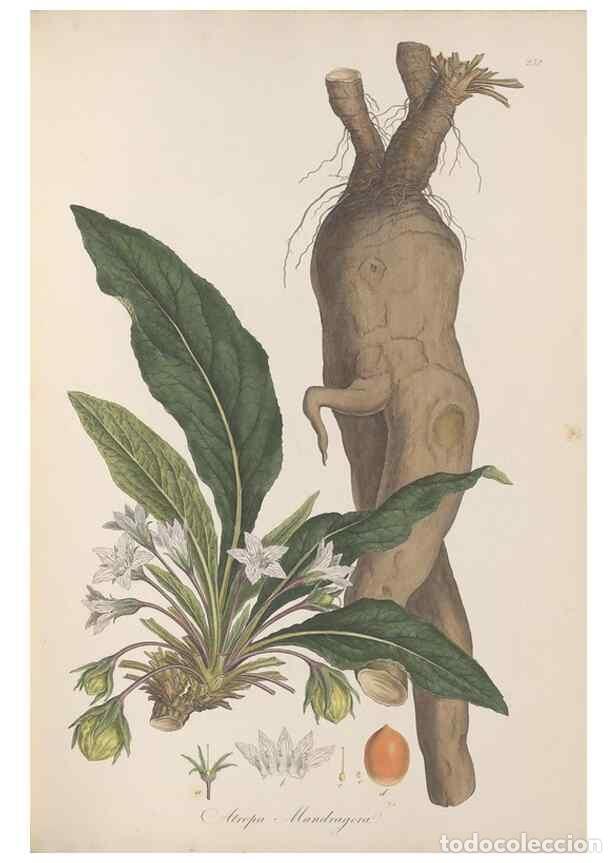 Collectionnisme de Revues et Journaux: Reproducci&oacute;n/Reproduction 49556701658: Flora Graeca, sive, Plantarum rariorum historia, quas in prov