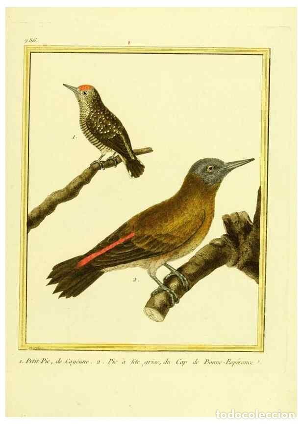 Collectionnisme de Revues et Journaux: Reproducci&oacute;n/Reproduction 49640149951: Planches enlumin&eacute;es d'histoire naturelle. Paris? :s.n.,1765-1