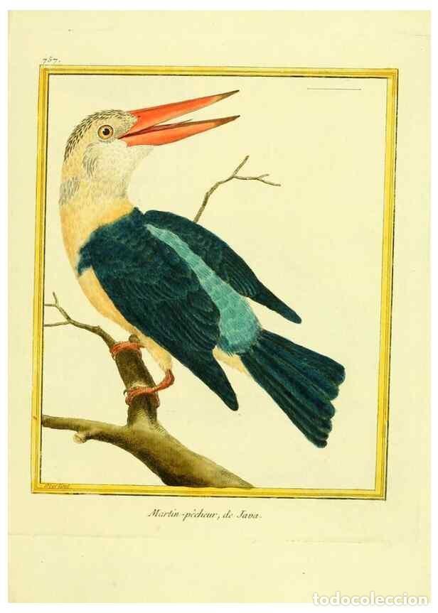 Collectionnisme de Revues et Journaux: Reproducci&oacute;n/Reproduction 49639618438: Planches enlumin&eacute;es d'histoire naturelle. Paris? :s.n.,1765-1