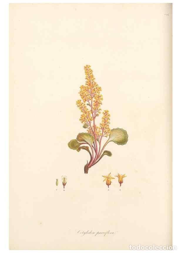 Collectionnisme de Revues et Journaux: Reproducci&oacute;n/Reproduction 49557068968: Flora Graeca, sive, Plantarum rariorum historia, quas in prov