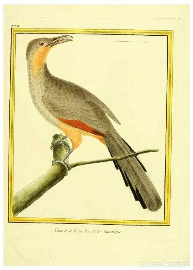 Collectionnisme de Revues et Journaux: Reproducci&oacute;n/Reproduction 49640418232: Planches enlumin&eacute;es d'histoire naturelle. Paris? :s.n.,1765-1