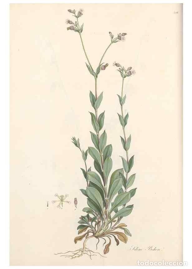 Coleccionismo de Revistas y Peri&oacute;dicos: Reproducci&oacute;n/Reproduction 49557793137: Flora Graeca, sive, Plantarum rariorum historia, quas in prov
