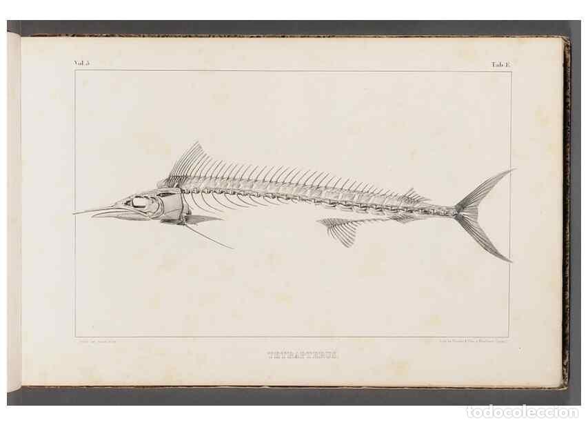 Coleccionismo de Revistas y Peri&oacute;dicos: Reproducci&oacute;n/Reproduction 49639767103: Recherches sur les poissons fossiles ... /. Neuchatel :Petitp