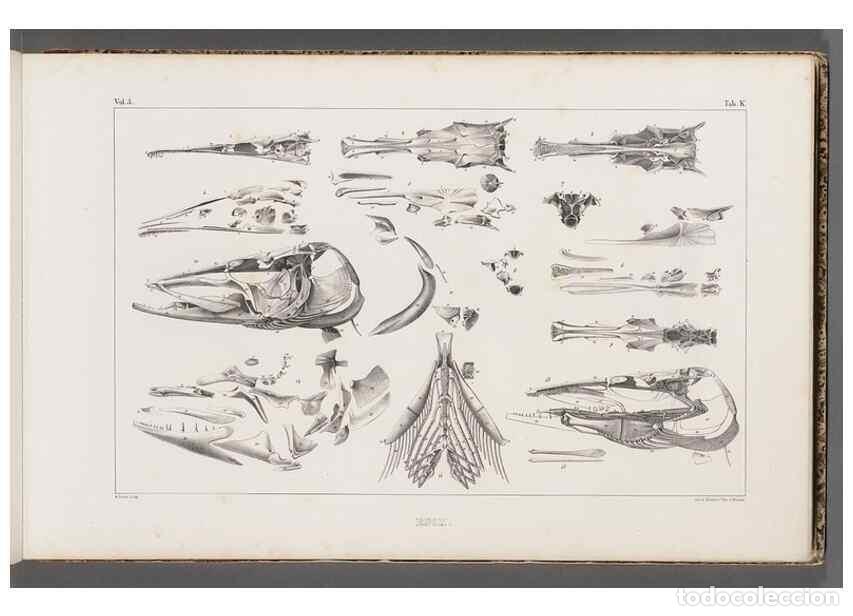 Coleccionismo de Revistas y Peri&oacute;dicos: Reproducci&oacute;n/Reproduction 49639768408: Recherches sur les poissons fossiles ... /. Neuchatel :Petitp